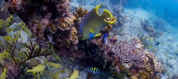 underwater photo of the reef and various fish